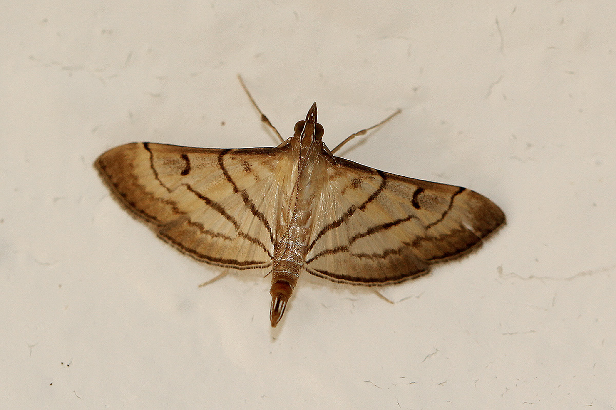 Cnaphalocrocis trapezalis