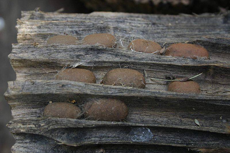 Bombycomorpha bifascia