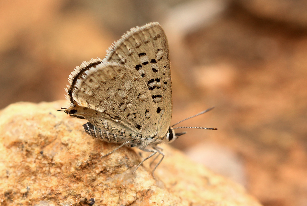 Crudaria leroma