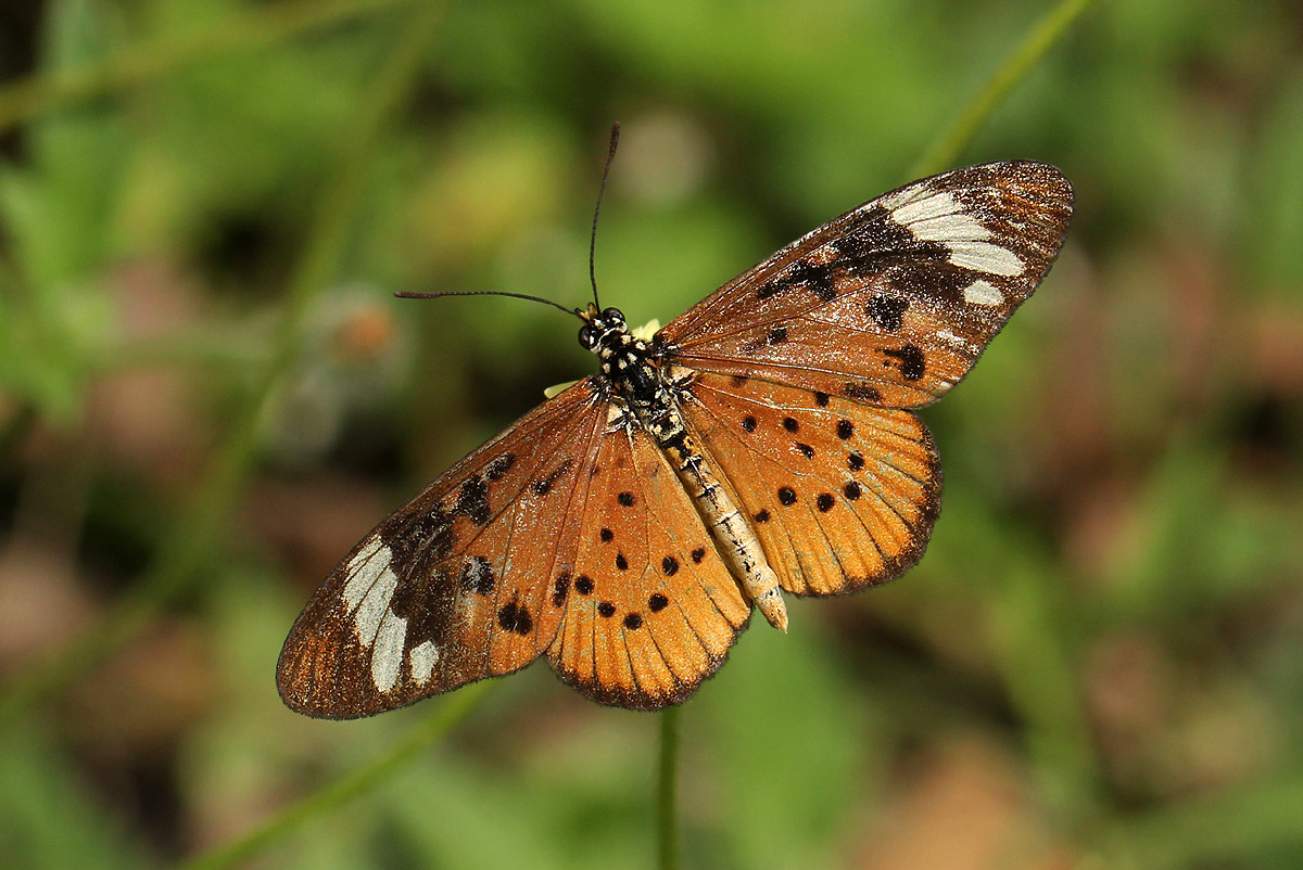 Acraea encedon