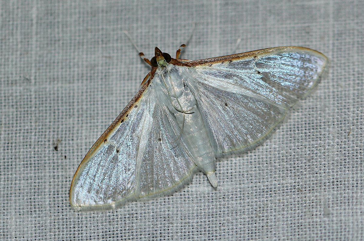 Palpita vitralis