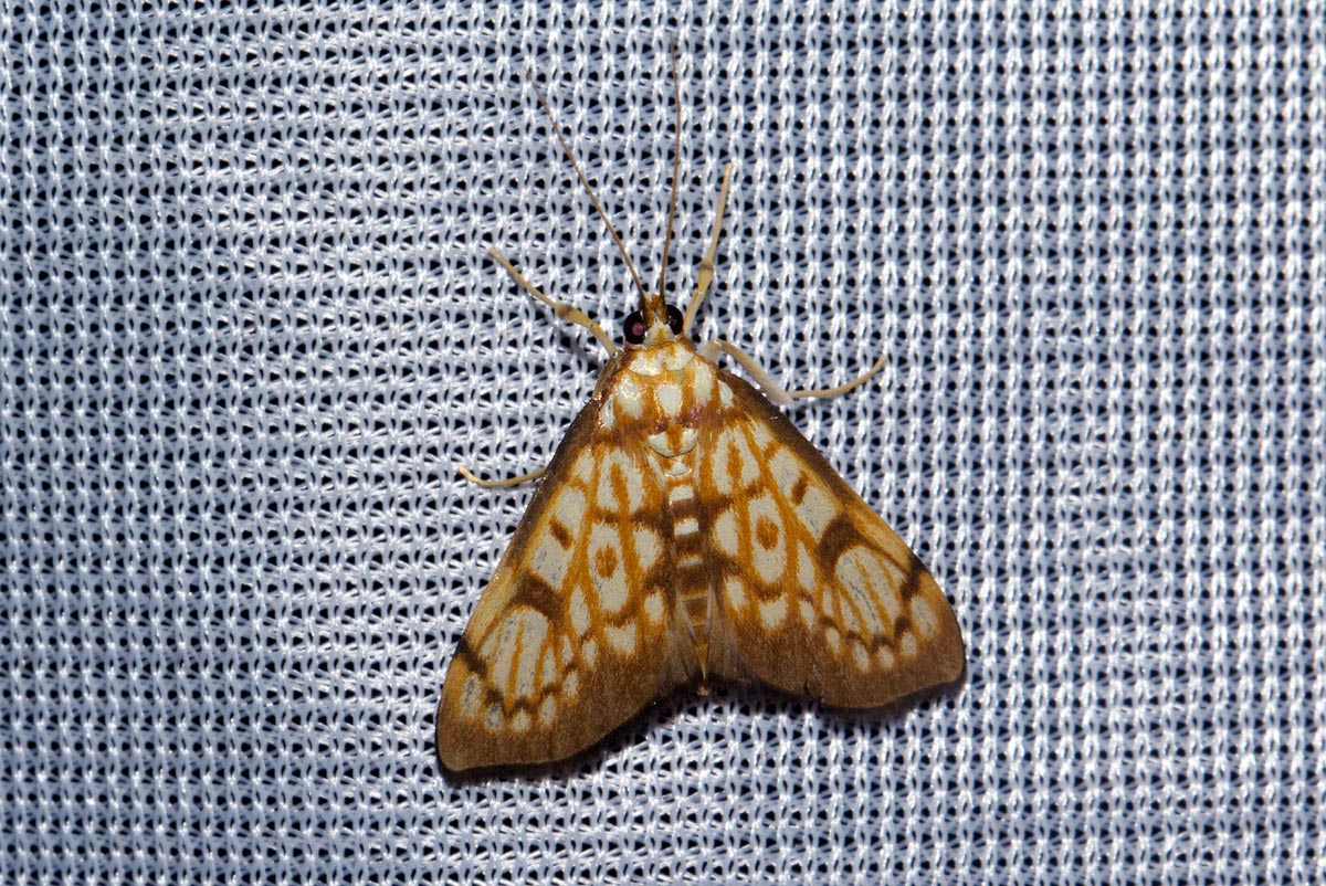 Chalcidoptera thermographa