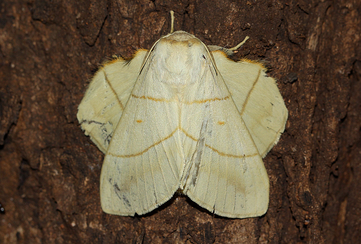 Trichopisthia monteiroi