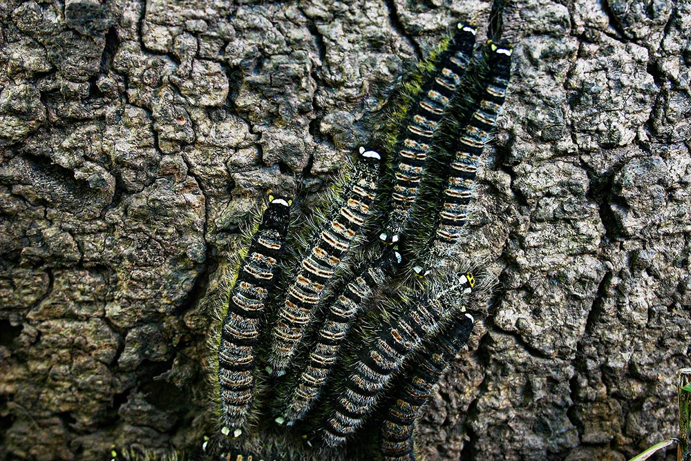 Trichopisthia monteiroi