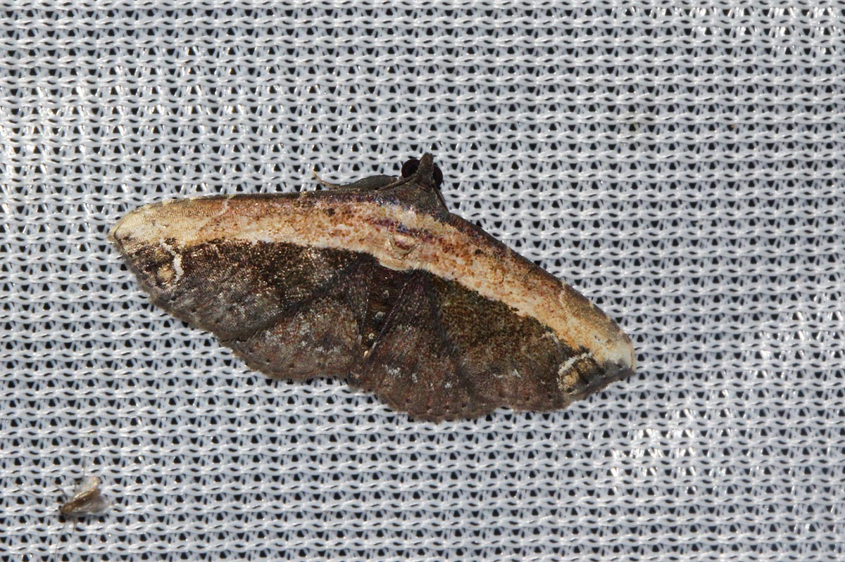 Lophoruza semiscripta