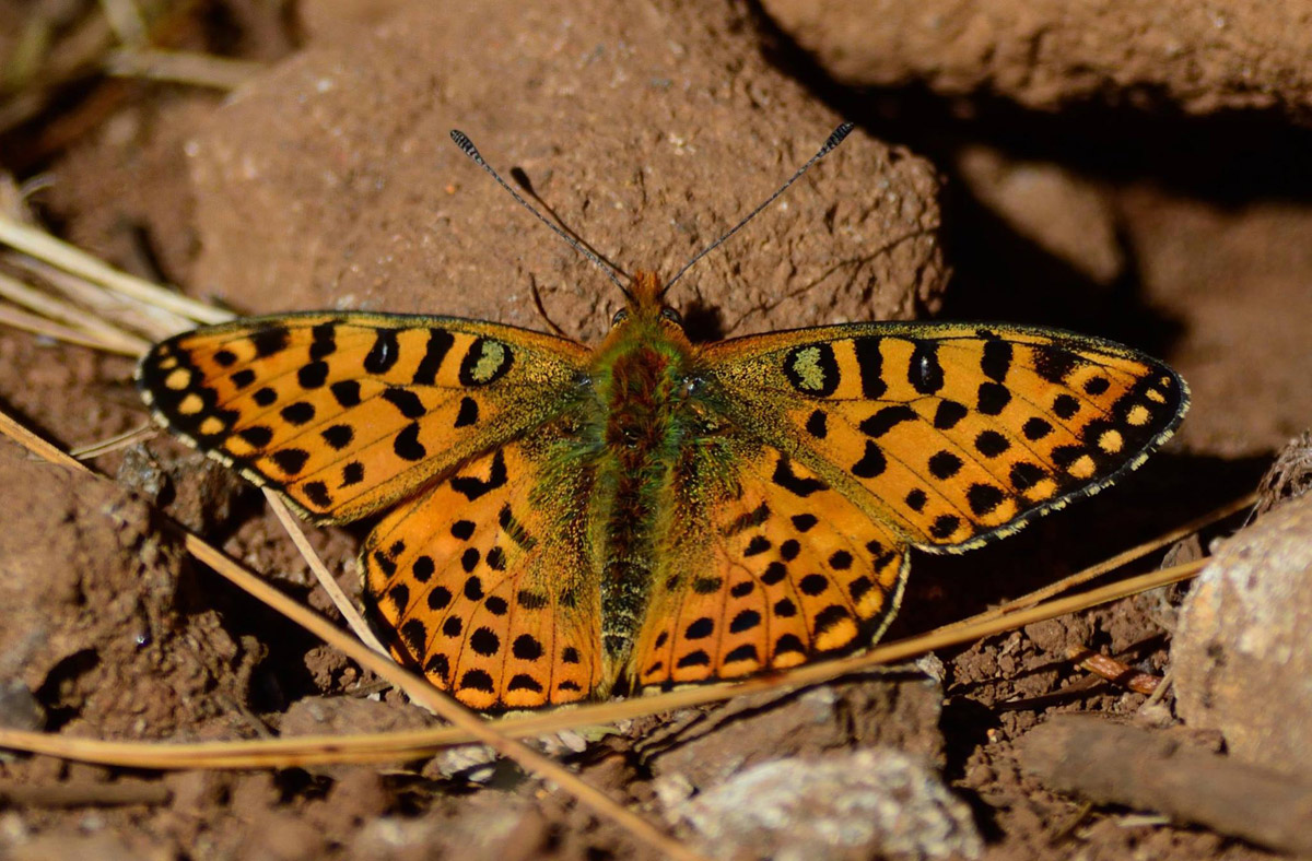 Issoria smaragdifera