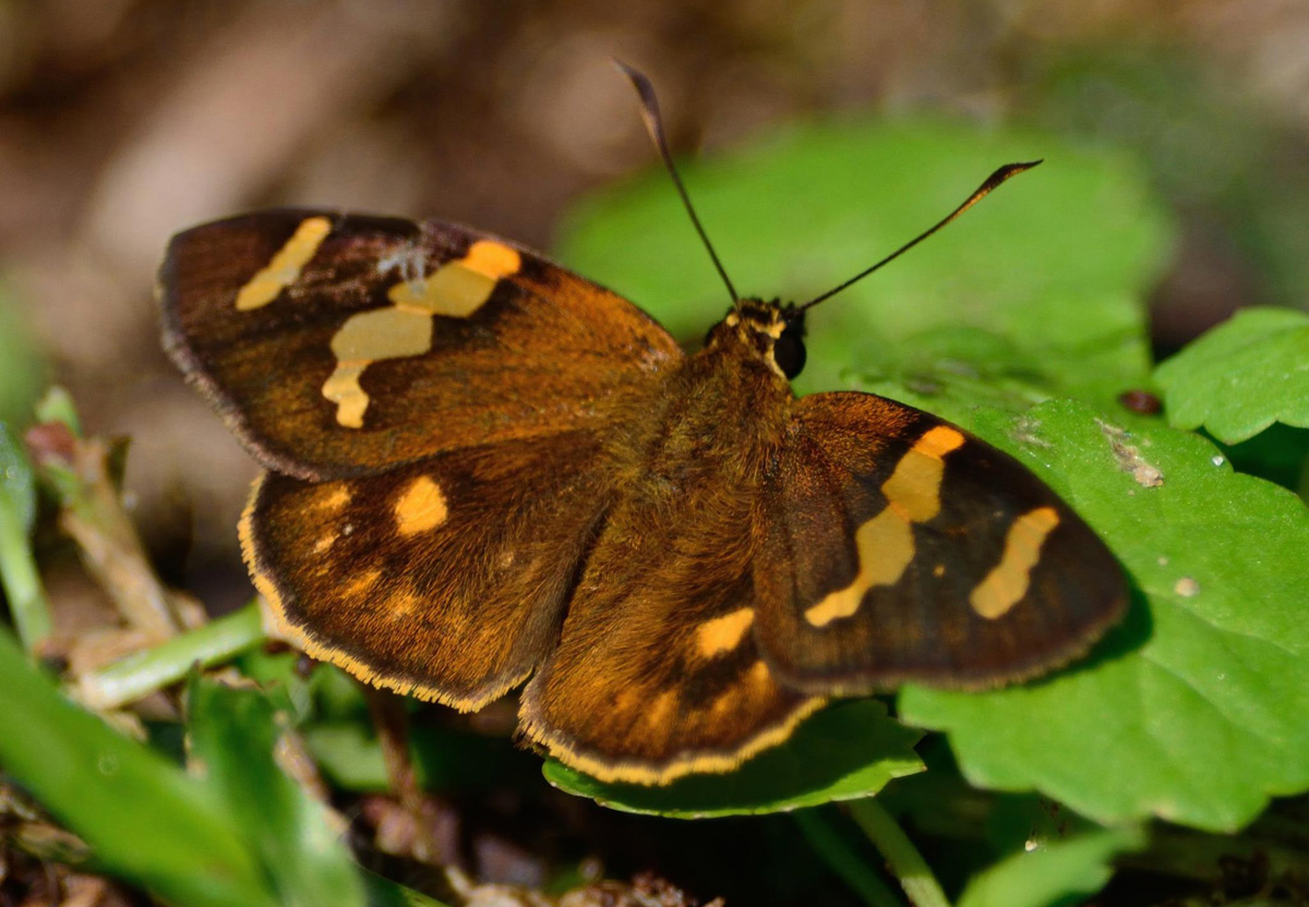 Celaenorrhinus mokeezi