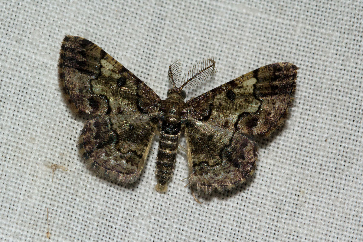 Zamarada metallicata