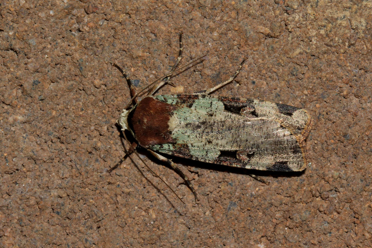 Mentaxya  ignicollis