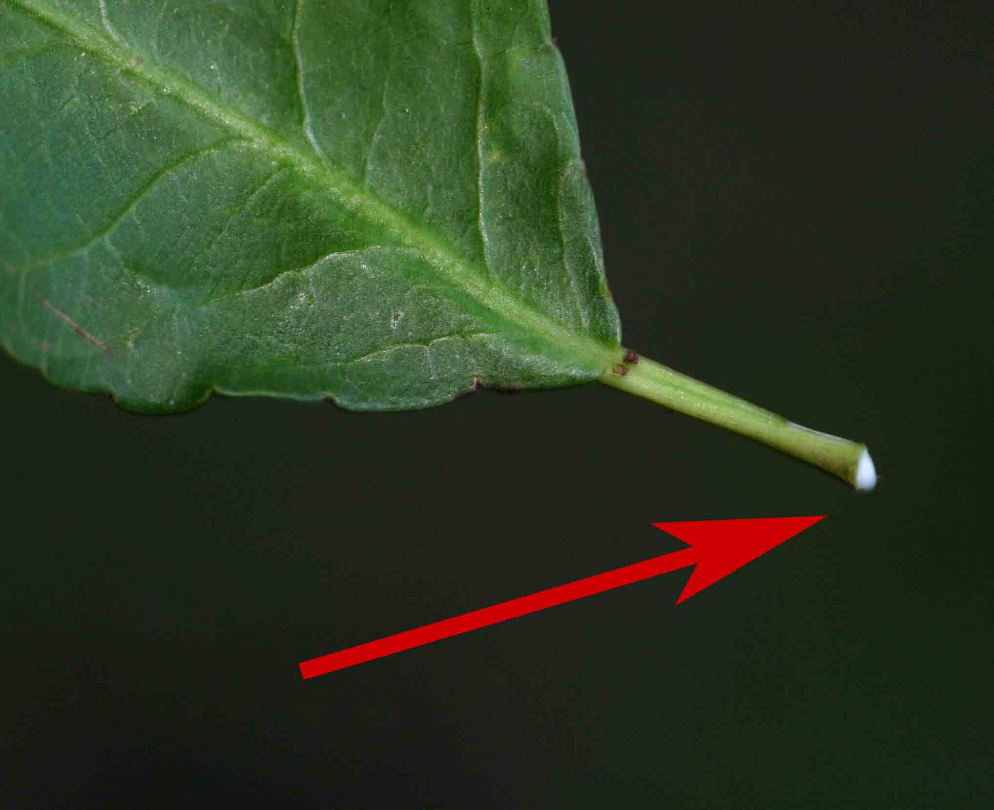 Milky latex emerging from a leaf of Spirostachys africana.