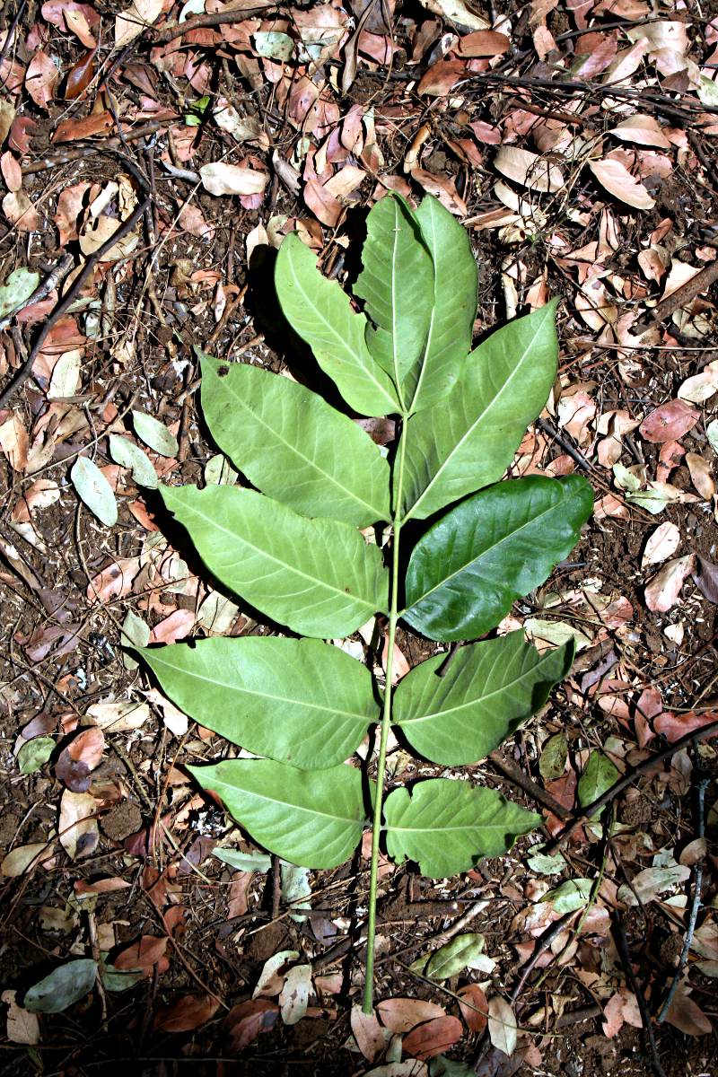 A single leaf of Fagaropsis angolensis, taken at Imire Game Park. This is an example of an imparipinnate leaf, one that has a terminal leaflet. A single leaf of Fagaropsis angolensis, taken at Imire Game Park. This is an example of an imparipinnate leaf, one that has a terminal leaflet.