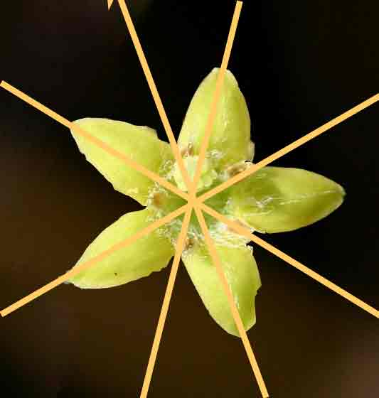 <a href="species.php?species_id=155780">Tapiphyllum velutinum</a> corolla showing some of the rotational planes of symmetry