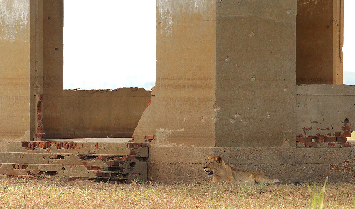 Liona are back at Lion House