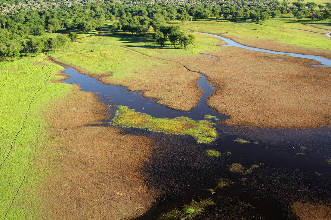 Typical floodplain vegetation flanked by forests of Faidherbia albida, Vachellia xanthophloea and Hyphaene palms.  and 