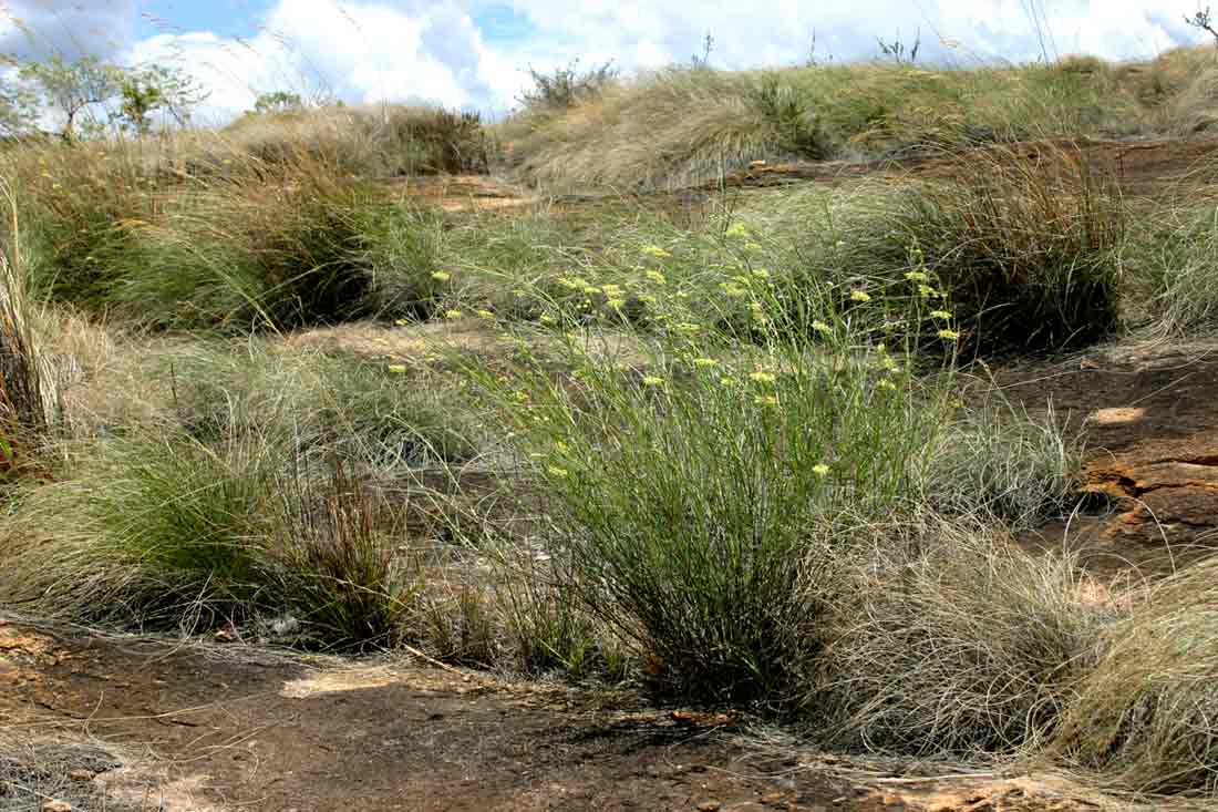 Gomphocarpus tenuifolius, a granite rock endemic
