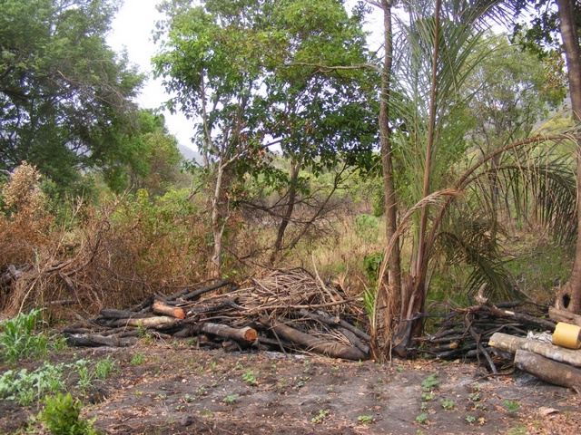 Forest clearing. The soft wood of the forest tree is unsuitable for making charcoal by the tradition method – these logs will simply be burned.