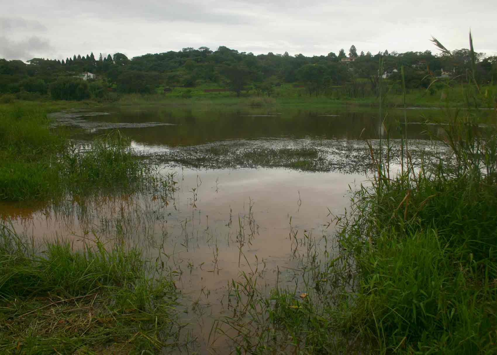 View over the Wenwick Dam; the dam wall (not visible) is on the right of the photographer. The dam level was high on this date.
