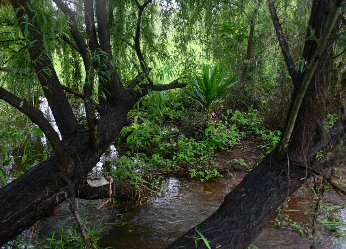 Stream below the dam, in very wet condition. One of the possibly naturalised specimens of Dracaena steudneri is visible in the picture.