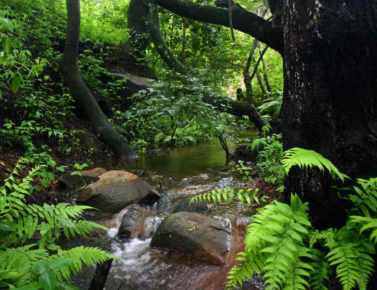 View of ferns in the riverine vegetation.