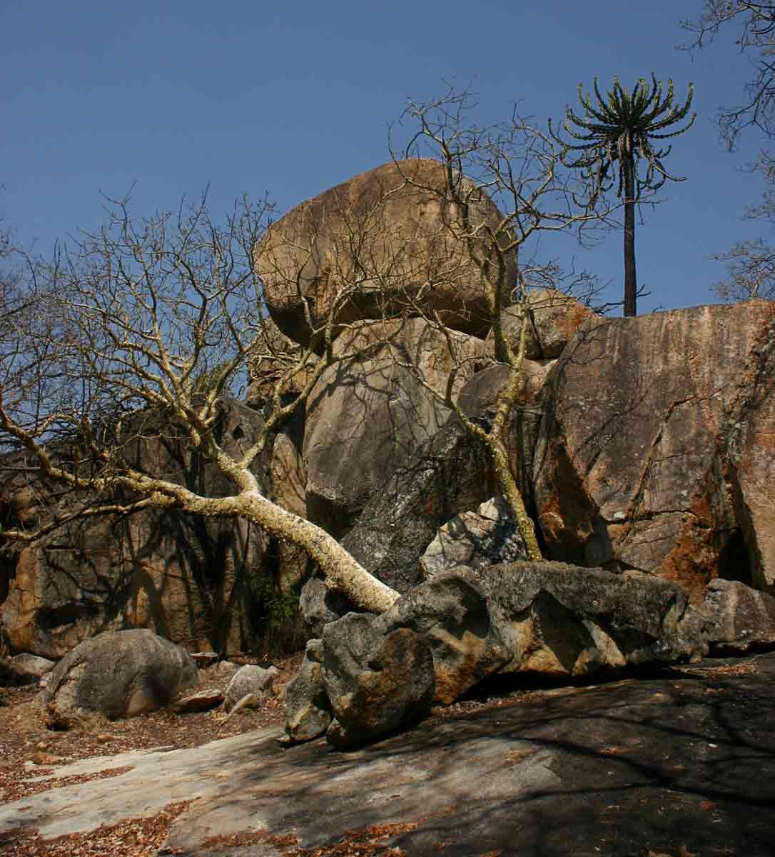 Woody species and a succulent species of Euphorbia on a rocky kopje.