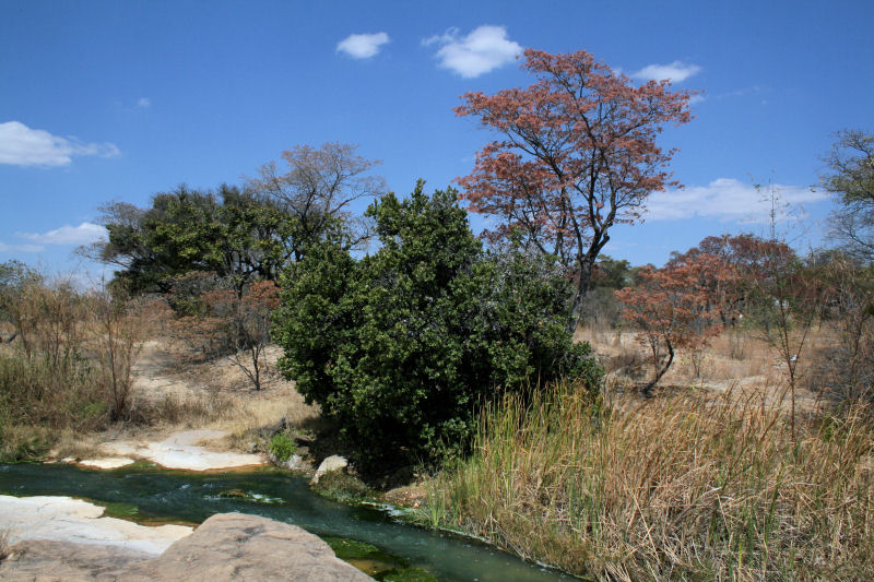 Mukuvisi River with evergreen riverine fringe vegetation (Syzygium cordatum) and dry season bush in background with msasas just coming into leaf. Mukuvisi River with evergreen riverine fringe vegetation (Syzygium cordatum) and dry season bush in background with msasas just coming into leaf.