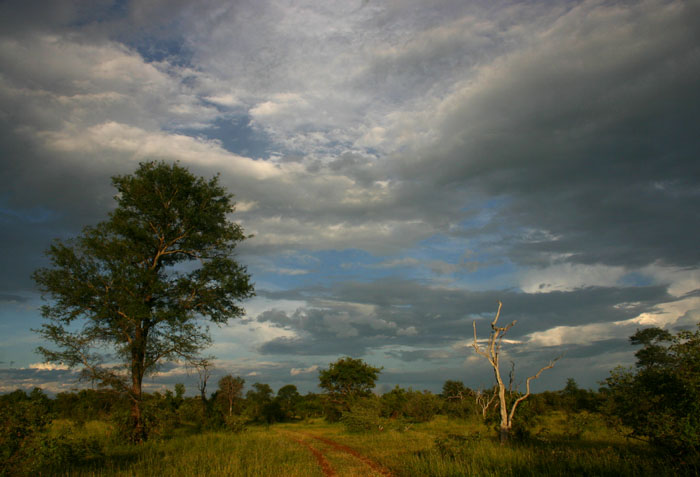Deciduous woodland during the rainy season.