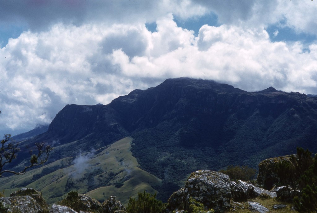 Eastern scarp forests