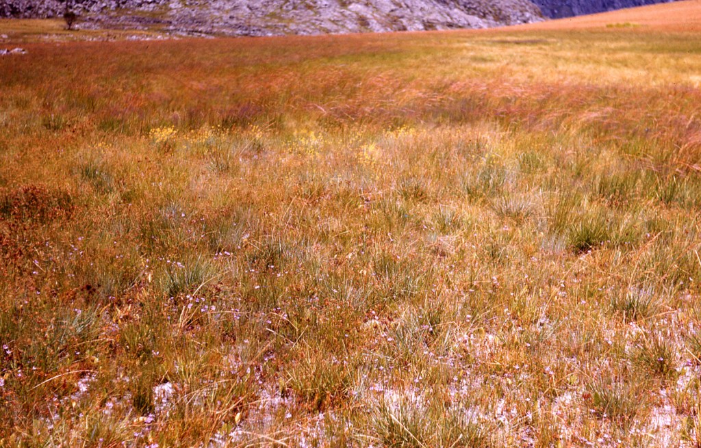 N end of airfield; grasslands on schists and quartzites