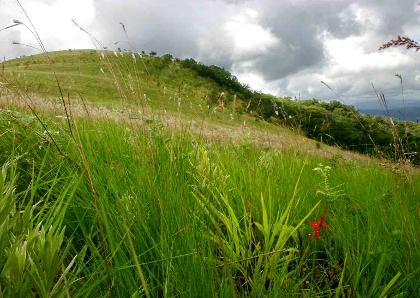 Striga elegans among the grasses