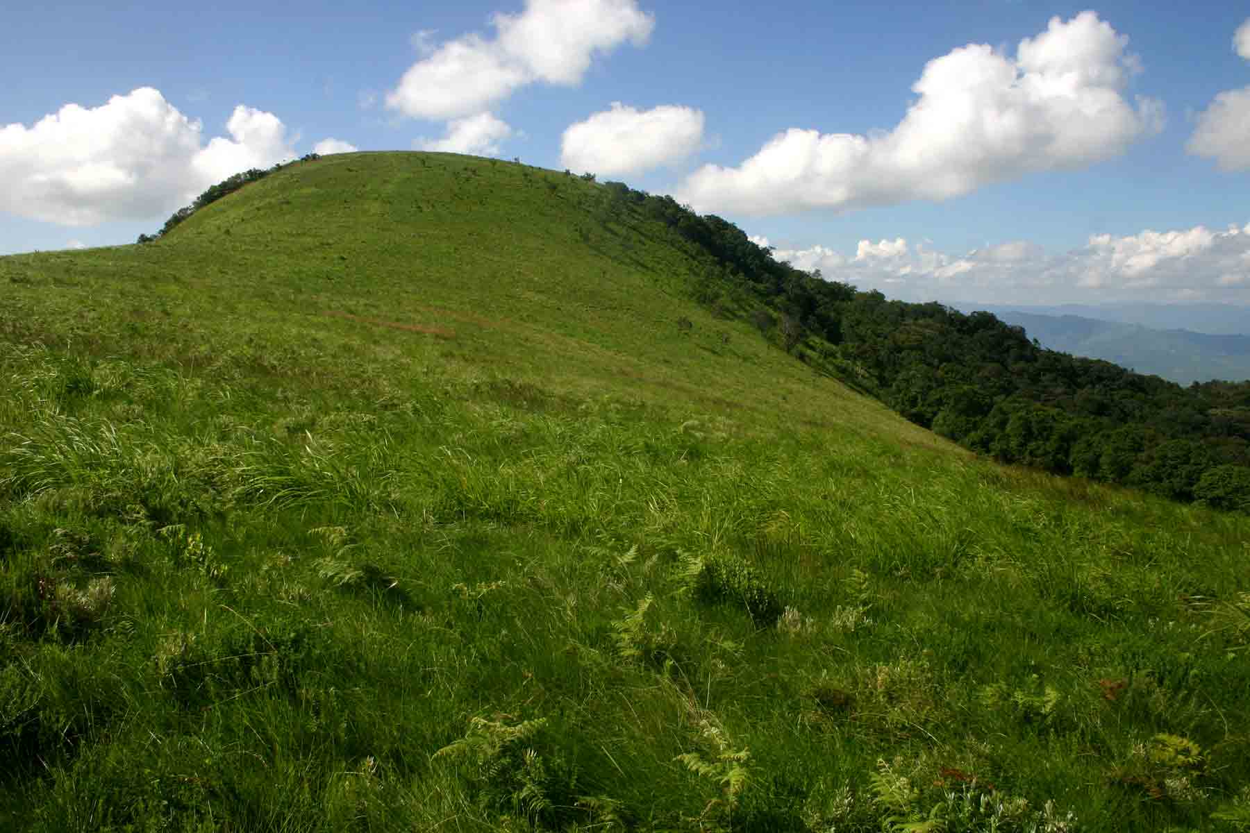 View towards the summit with Cloudlands Forest on the right