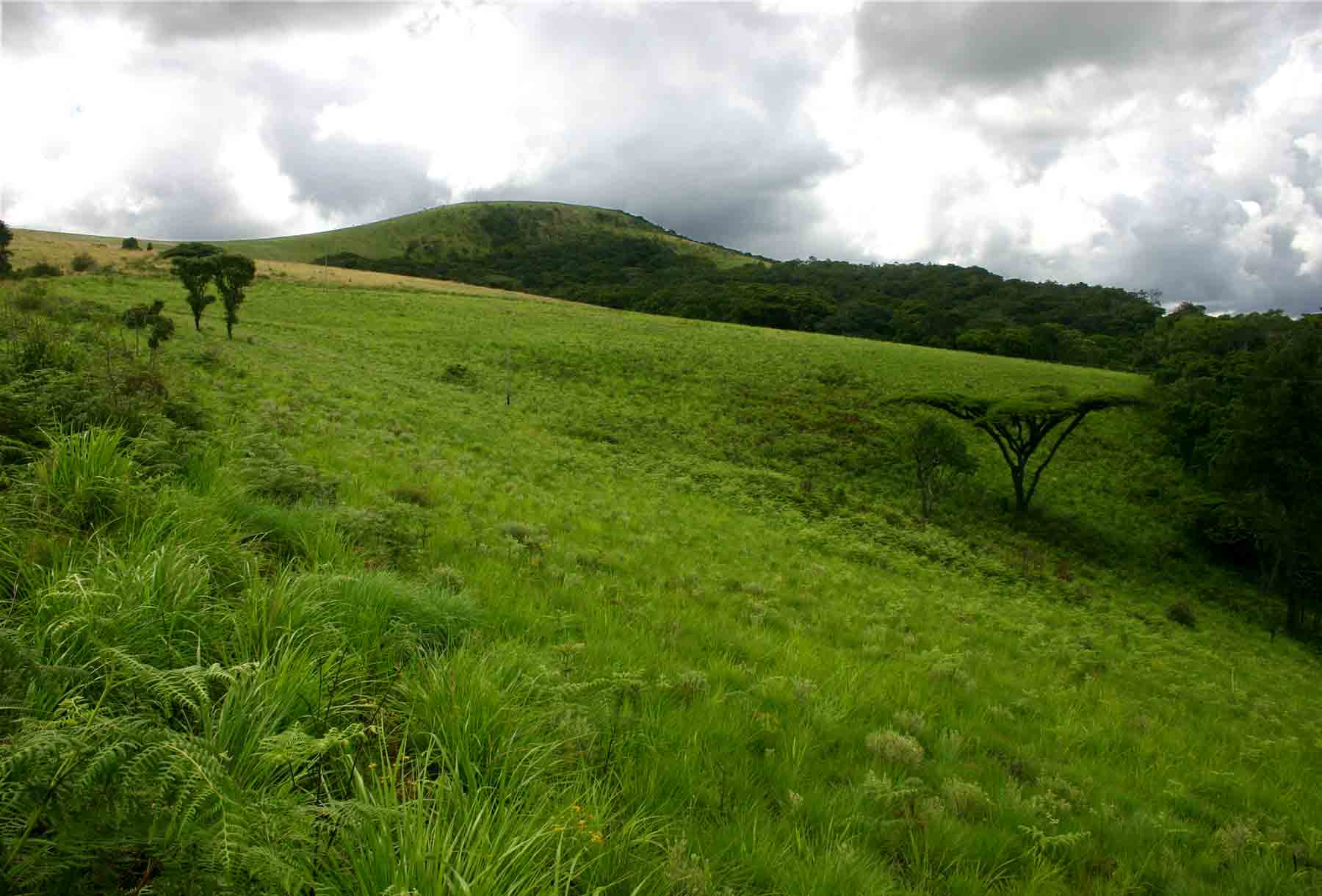 Acacia abyssinica near the margins of the forest