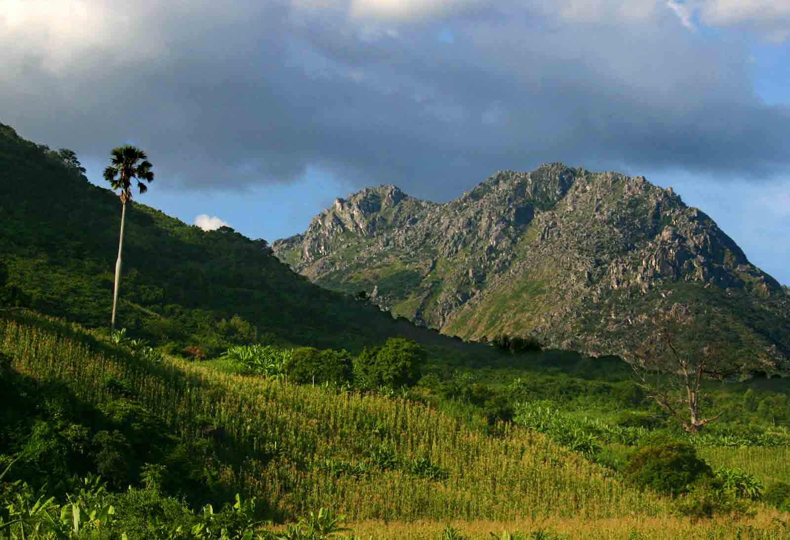 One of the last tall Borassus palms left in Zimbabwe.