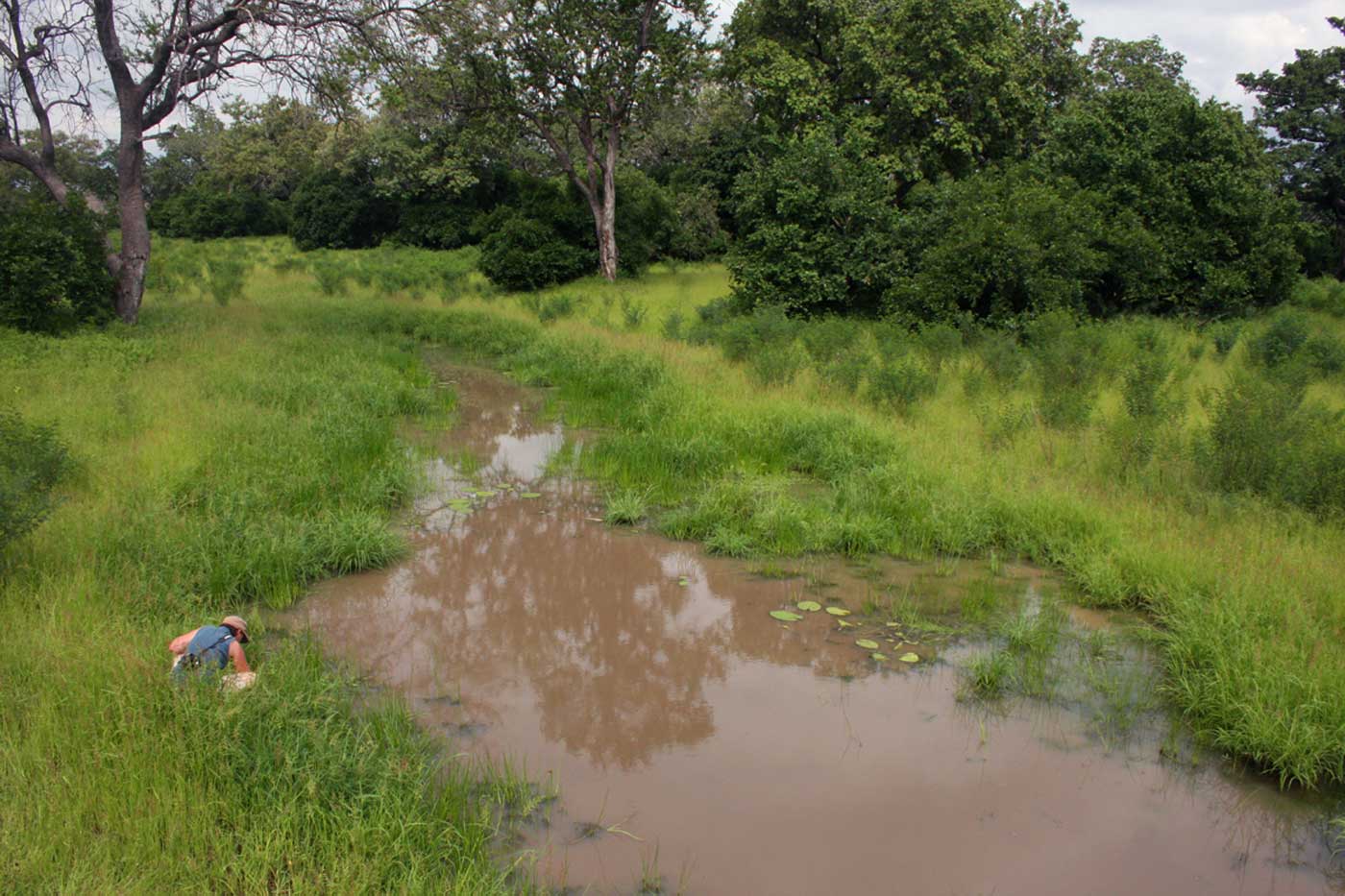 One of Mana's many pools during the rainy season with Petra looking for Marsilea minuta, one of its very few fern species One of Mana's many pools during the rainy season with Petra looking for Marsilea minuta, one of its very few fern species