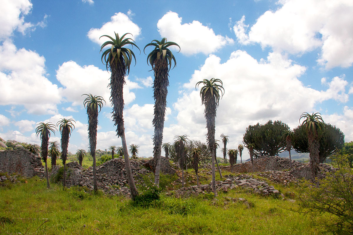 Spectacular specimens of Aloe excelsa and Euphorbia ingens abound among the ruins.