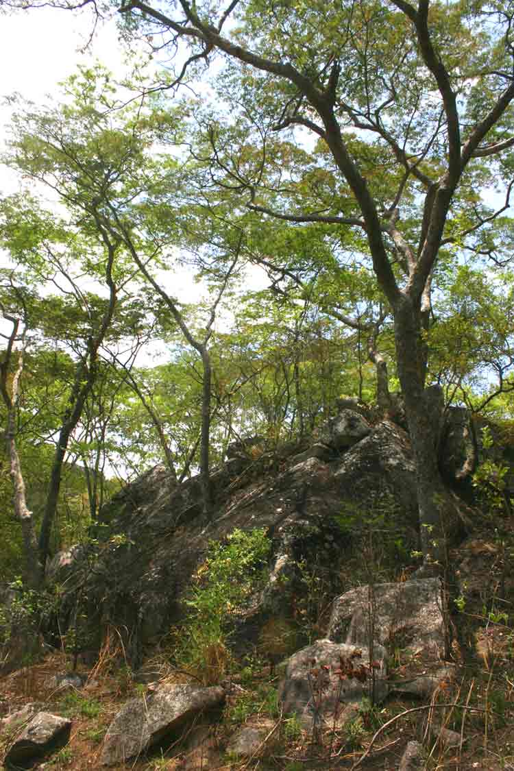 Brachystegia glaucescens on the rocky slopes
