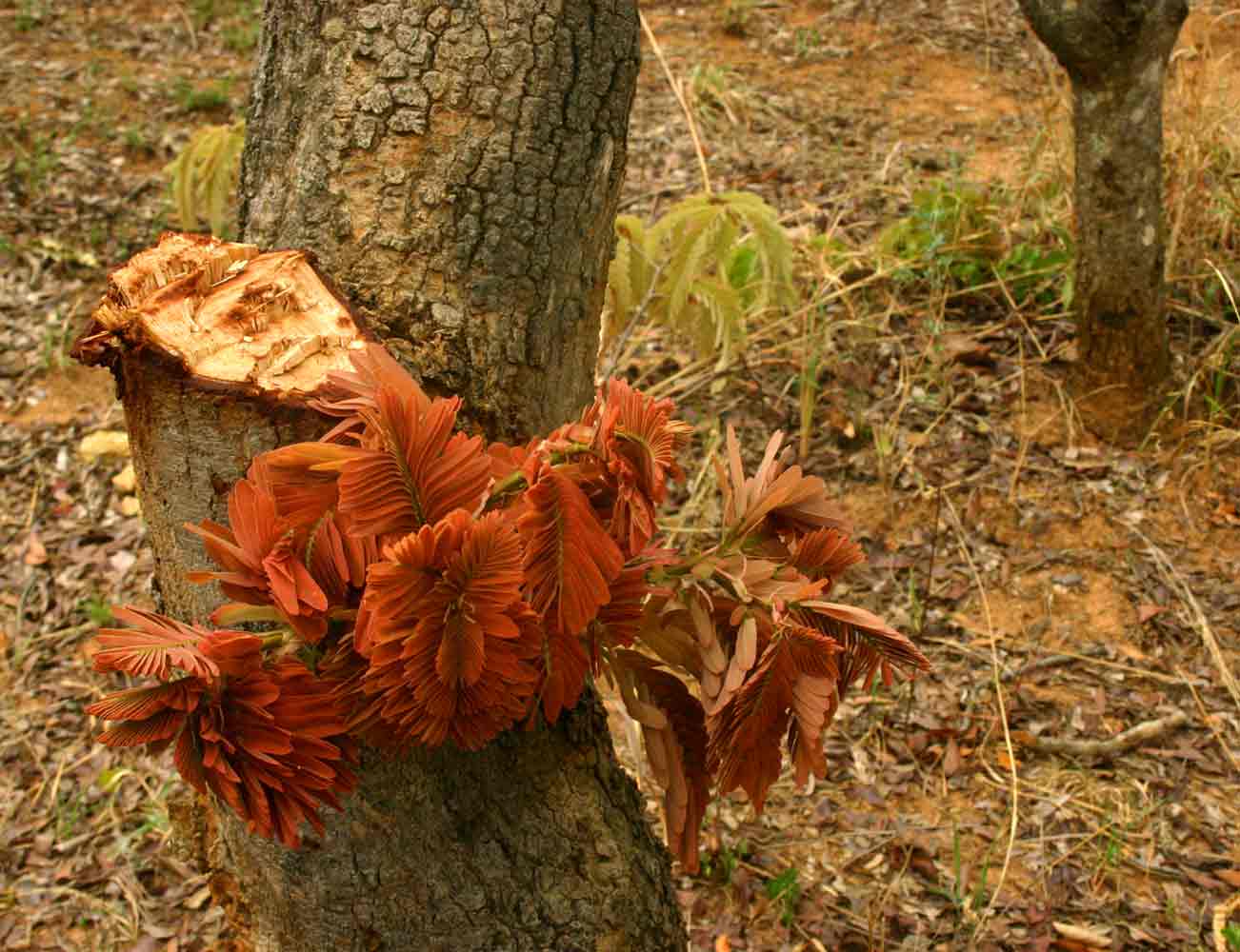 Regeneration after illegal wood cutting