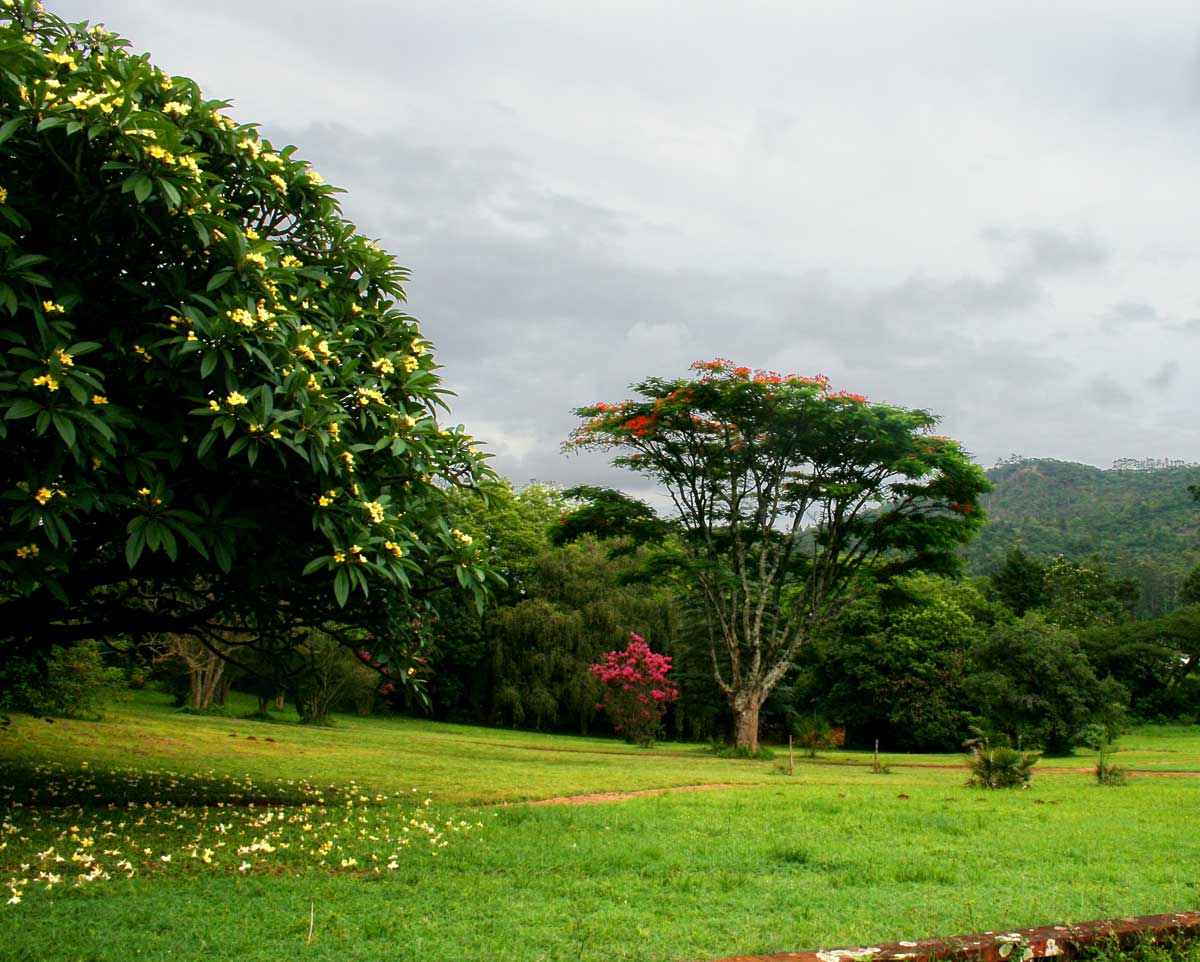 Frangipani and other ornamental trees in front of La Rochelle Hotel