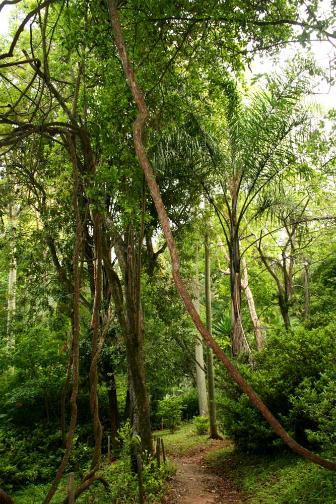 Path through the forest-like part of La Rochelle Botanic Garden