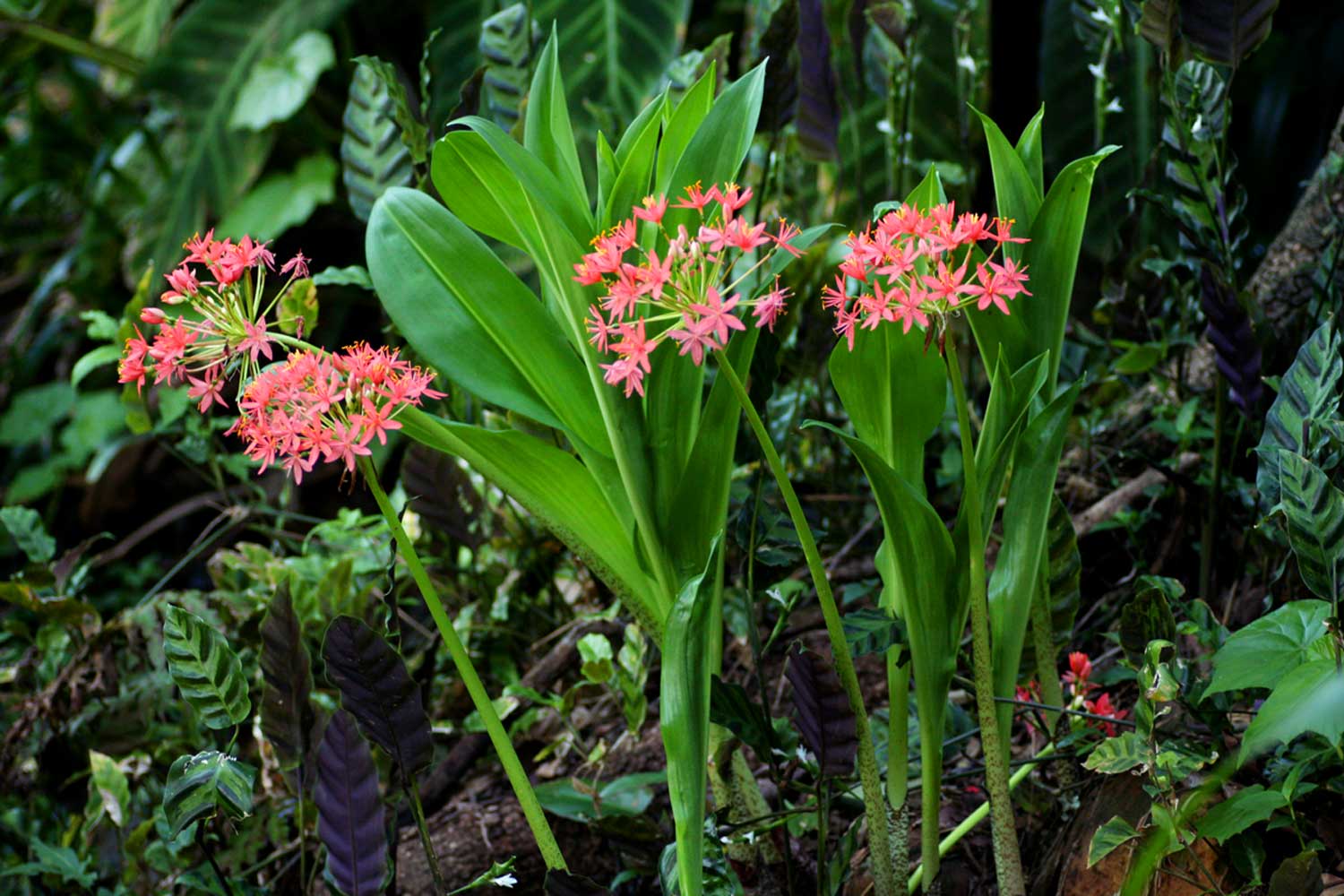 Scadoxus pole-evansii flowering at La Rochelle Botanic Garden