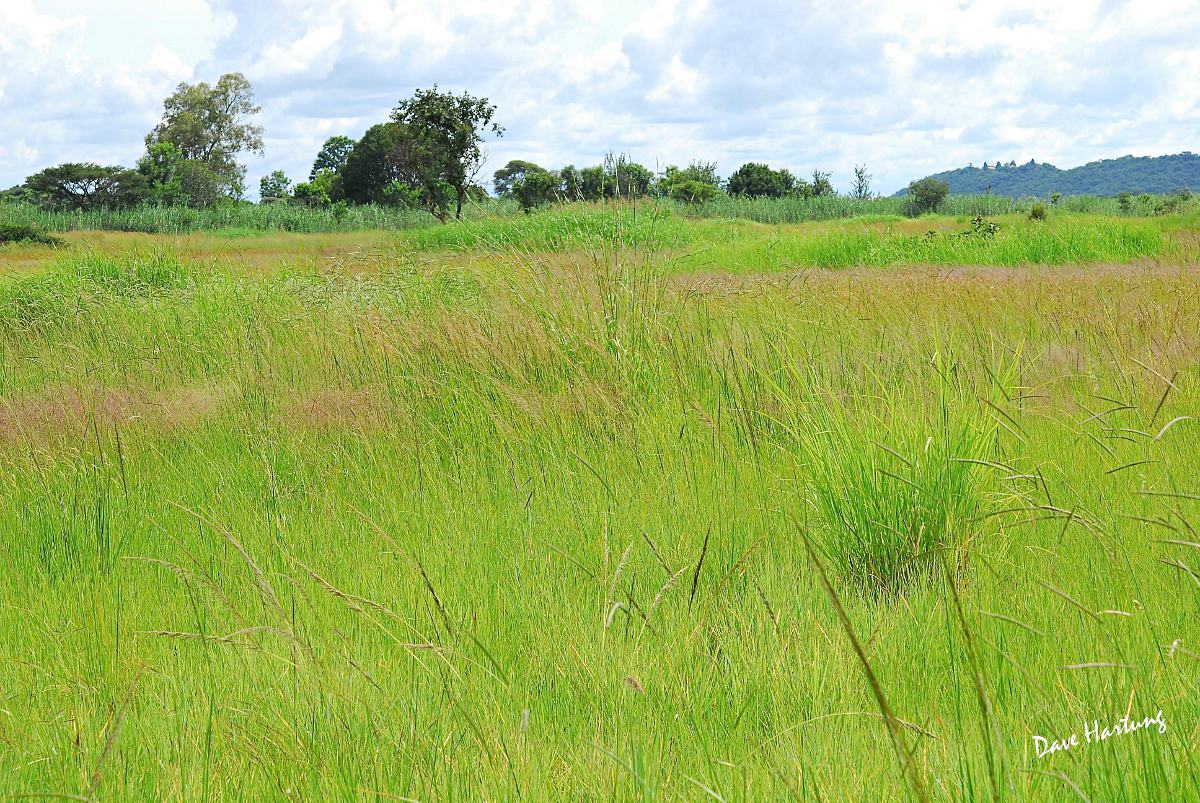 View from edge of the vlei