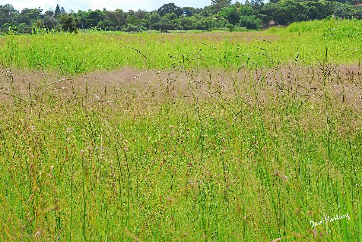 Different bands of grass species