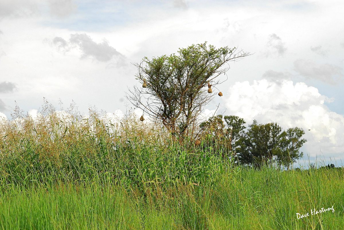 Raised drier patch with Sorghum and an Acacia