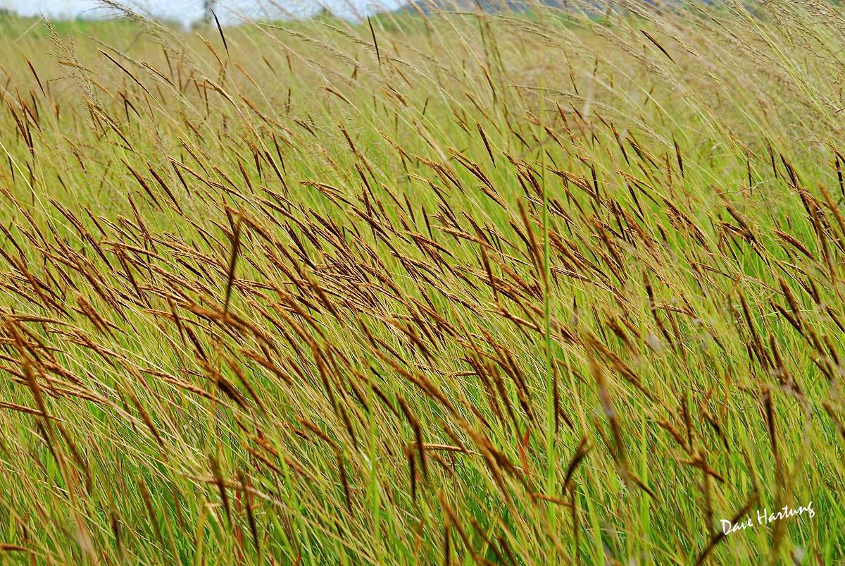 Eulalia aurea in the wetter parts of the vlei