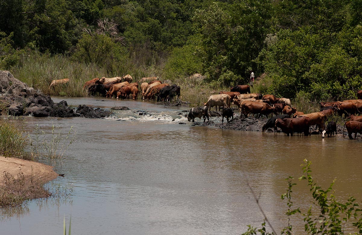Cattle drinking at the river near the gorge