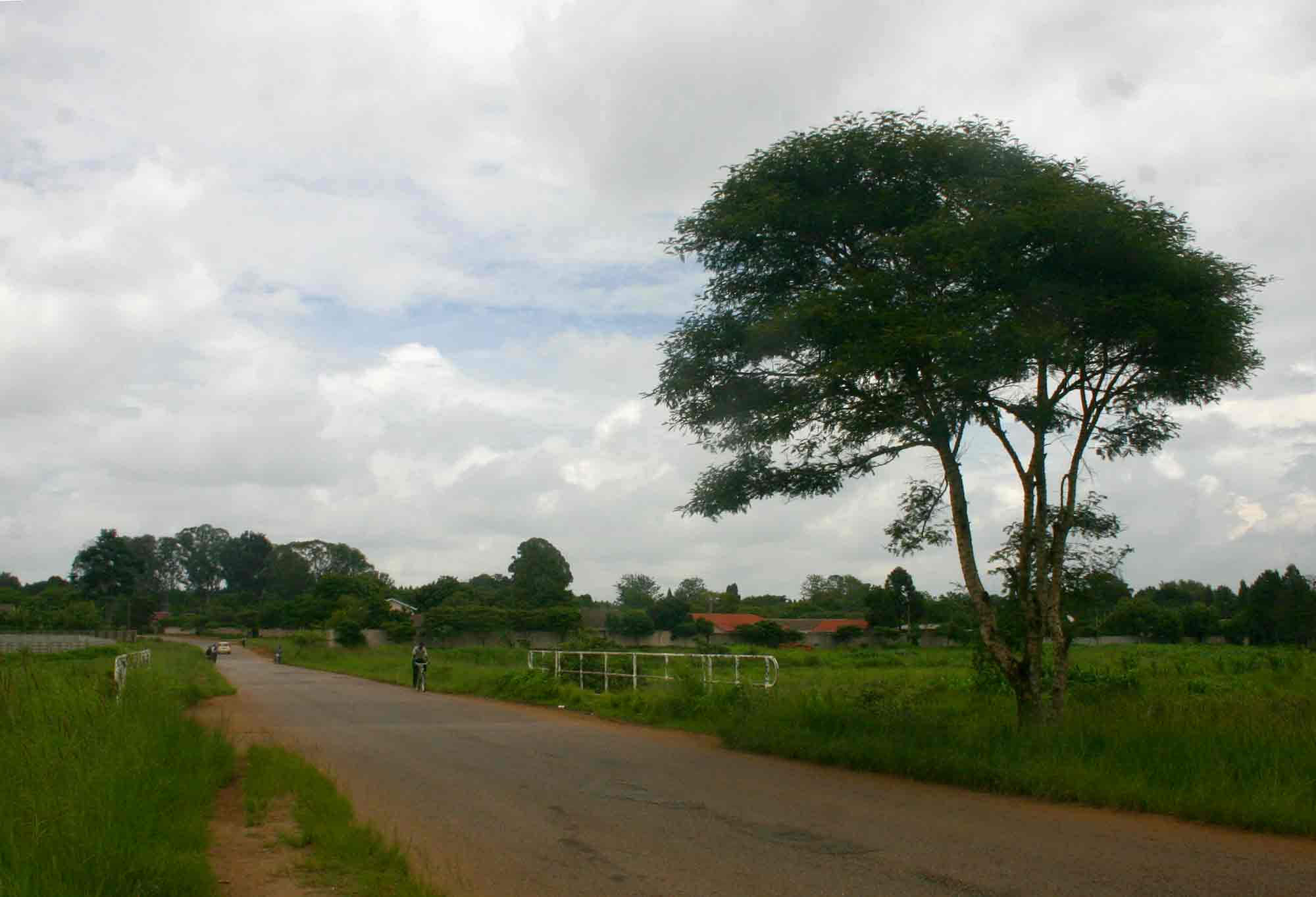 View of the Borrowdale Common Bridge. The tree is the Acacia polyacantha used on the site.