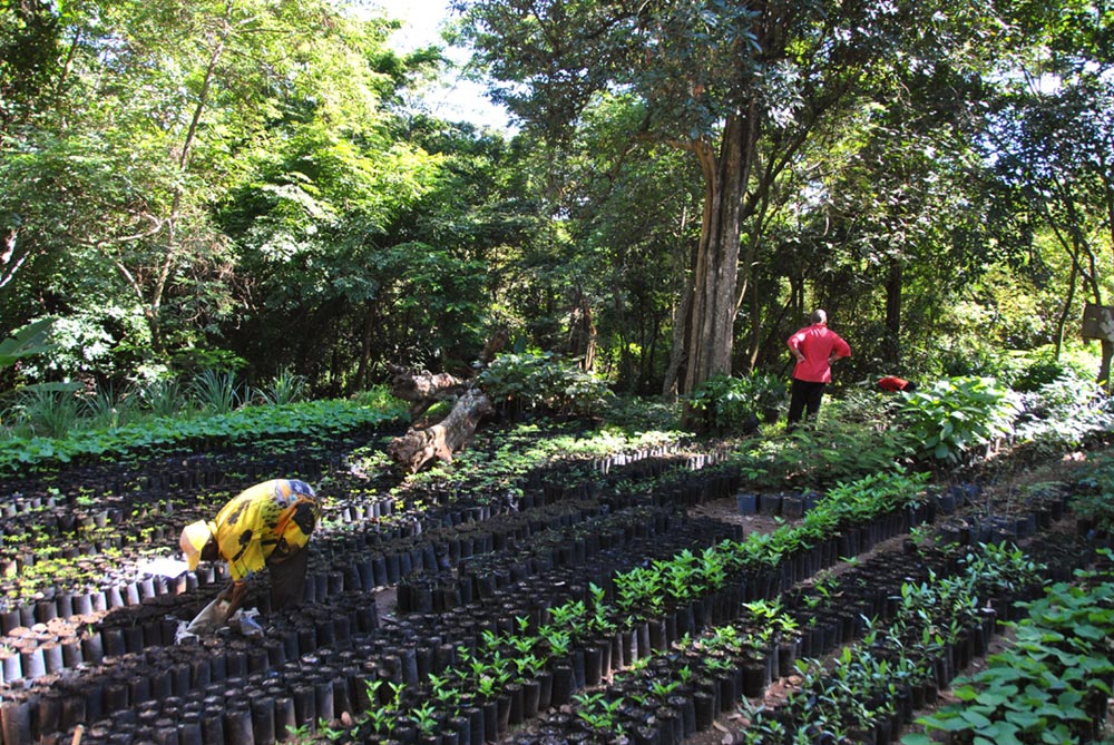 Indigenous tree nursery at Ndzou Camp
