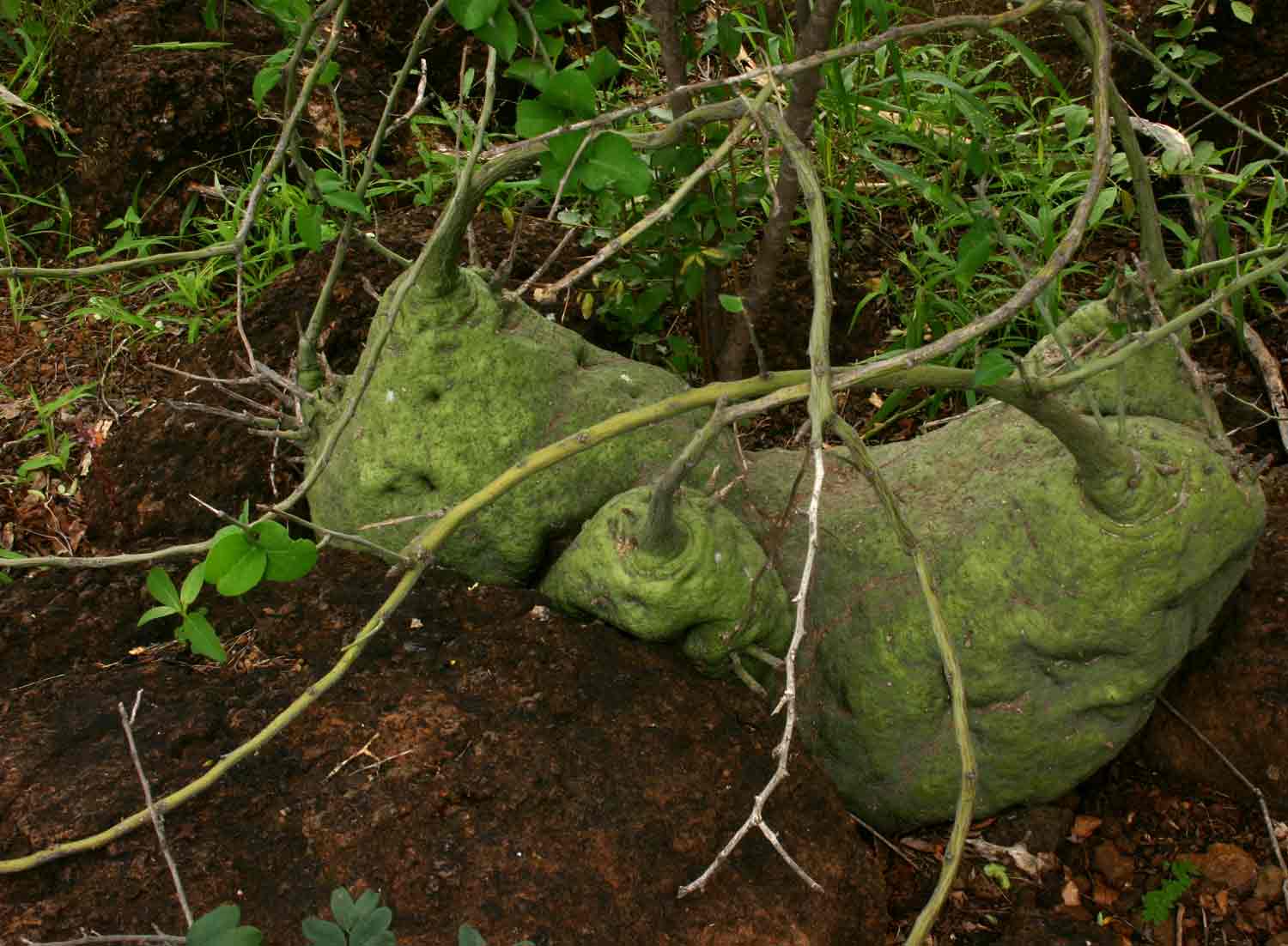 The rare Adenia spinosa near Hwale Bridge.