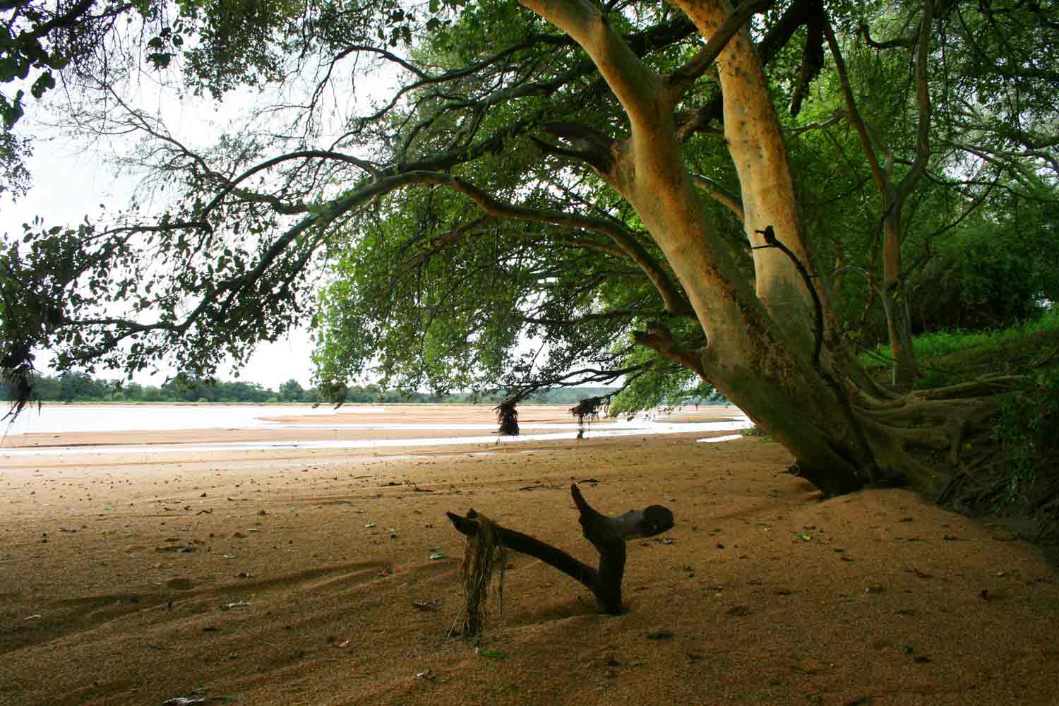 Ficus sycamorus on the banks of the Shashe River.