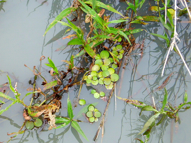 Limnobium laevigatum in its early stage (Crocodile Creek, Lake Chivero, December 2009). I (BM) suspect this how the plant normally occurs and the Manyame lakes might be the only place in Africa where it forms mats. The leaves are spongy, in contrast to E. crassipes which has a spongy petiole.