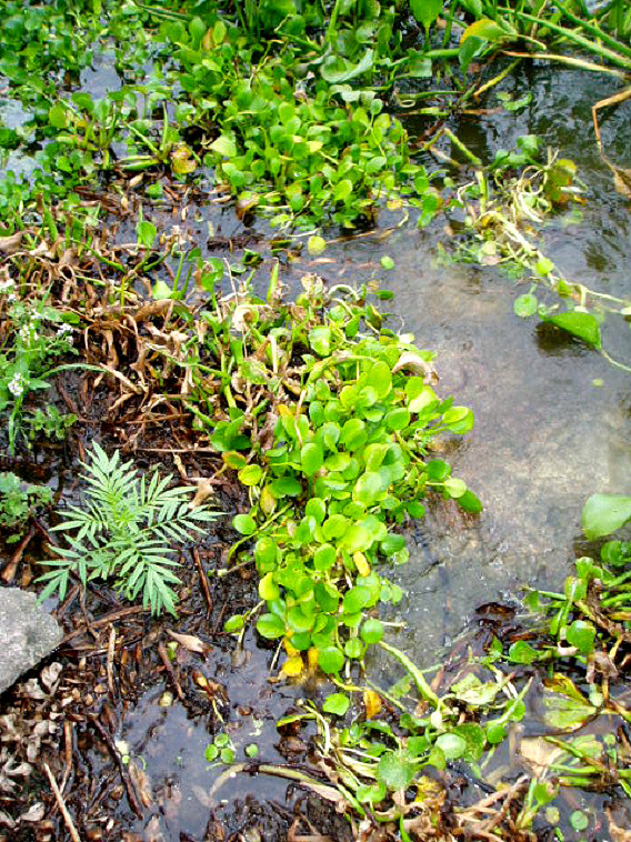 Limnobium laevigatum in a slightly more advanced state; the leaves are starting to become more upright with longer petioles and the plants are starting to clump together (Lake Chivero, December 2009). Note three early-stage leaves down at the bottom along with early stage E. crassipes (bottom right) and some more advanced plants at the top.